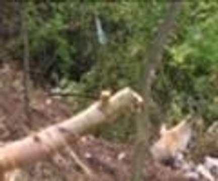 Bosna Hersek'te mayın tehlikesi