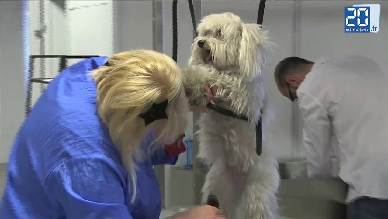 Salon du toilettage: Comment avoir un chien branché
