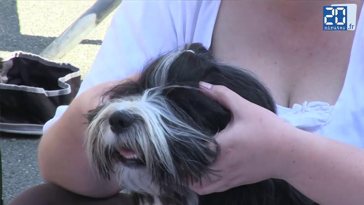 Salon du toilettage: Comment avoir un chien zen
