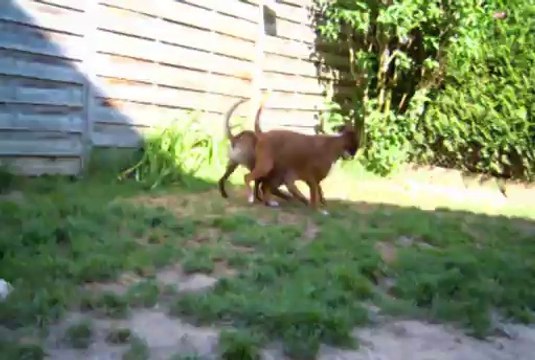 Geisha des Steppes Perdues (CHEYENNE de SAINT QUINIS X UCELLO du DOLON / Portée des G 2011) & Iowa du Ranch de la Rivière Espérance, 2014-05-19