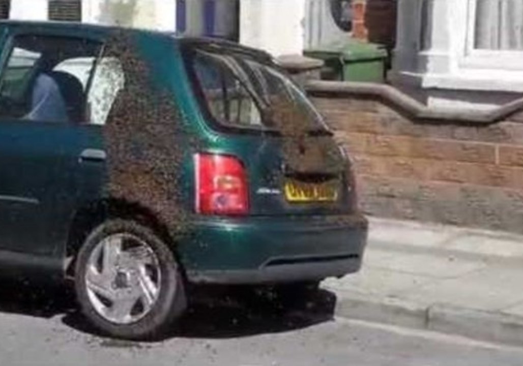 Thousands of Bees Swarm a Car in London