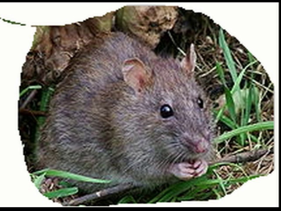 y' des rats