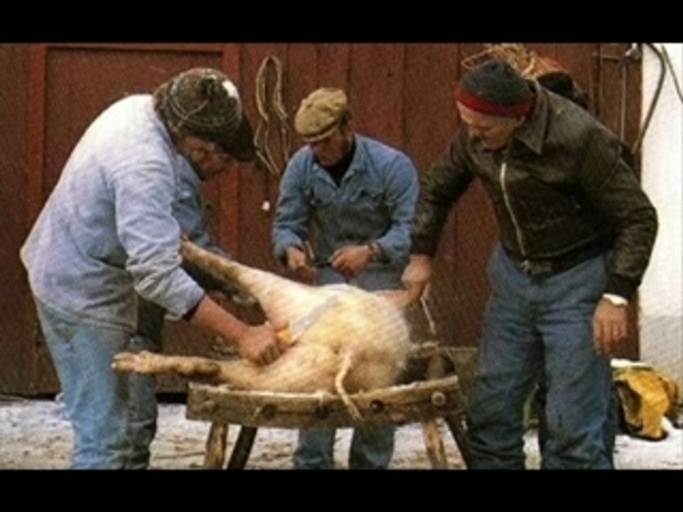 Le gang des kebab VS les cochons !!!