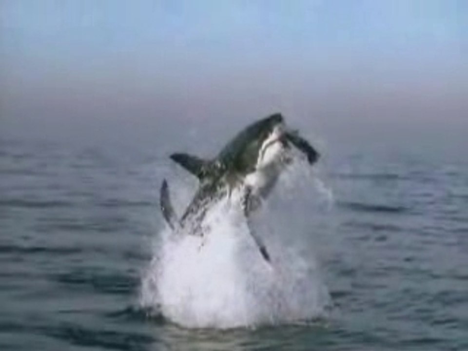 Attaque requin otarie