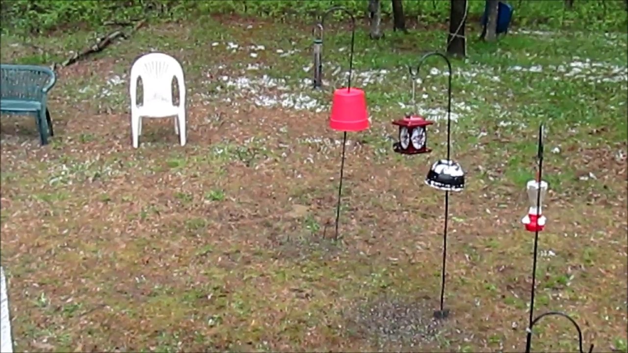 Squirrel and Birds
