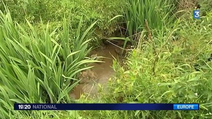 Européennes : que change la PAC pour les éleveurs français ?