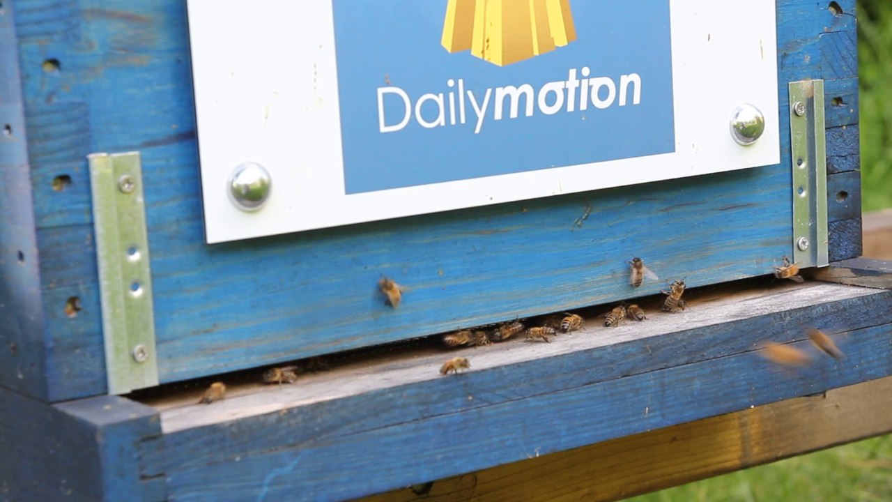 Ruche Dailymotion