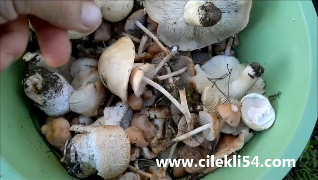 2014 Biberlice-Yeryaran-Cincile mantarları