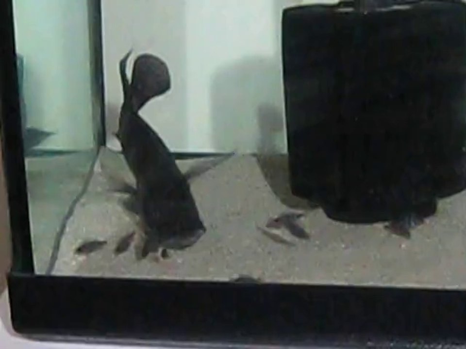 Blue zaire mobamım 53 gün sonra yavrularını kendisinin salması