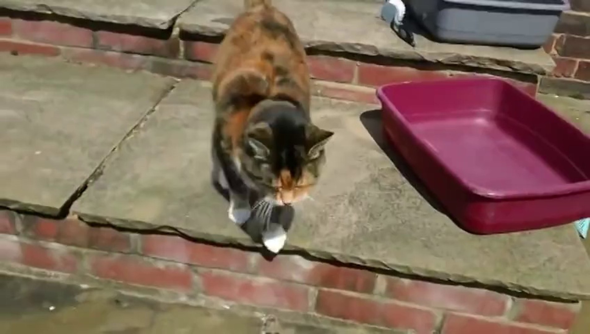 Un Chat Qui Miaule Comme Une Porte Qui Grince Dingue Video Dailymotion