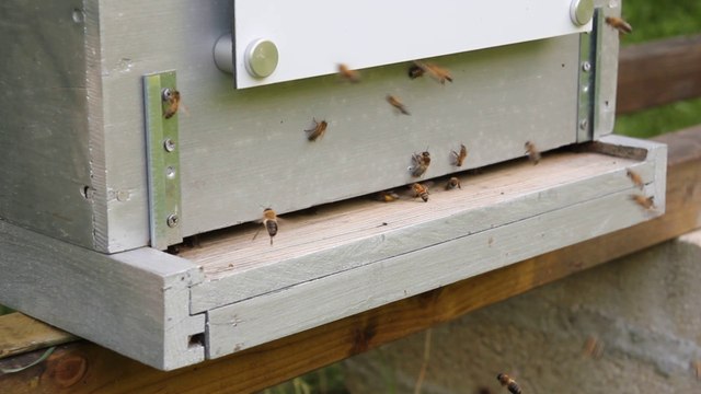 Visite ruche FD Conseil Formation