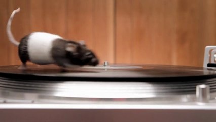 Cute Rodents on turntable! Hilarious...