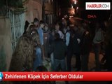 Zehirlenen Köpek İçin Seferber Oldular