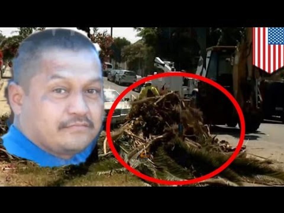 Crushed to death by palm tree: unlucky LA man Tony Calderon in wrong place at wrong time