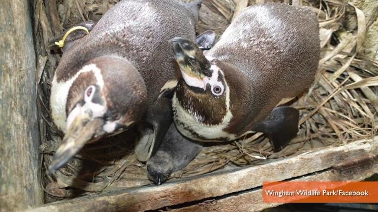 Gay Penguin Couple Hatches Adopted Egg at Briti...