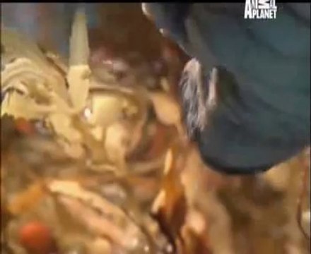 Animal Planet Safari 19th May 2014 Video Watch Online Pt3