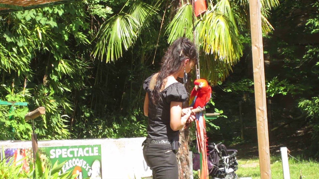 Upie le spectacle des perroquets