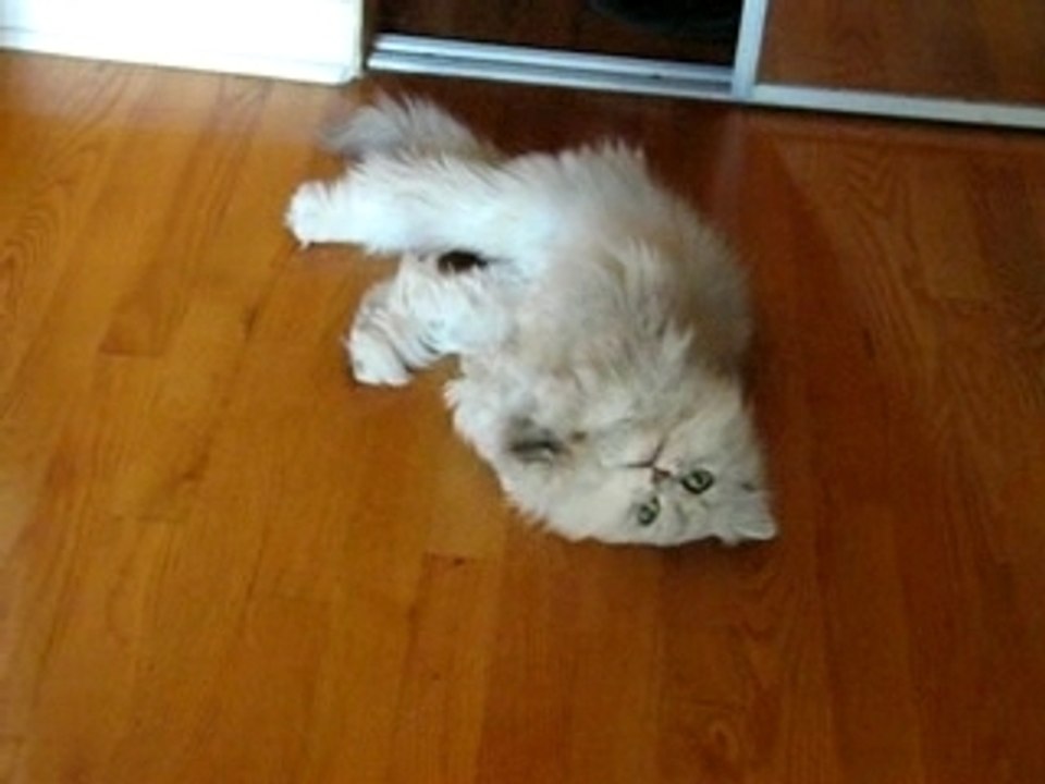 Tristan le chat de Pierre