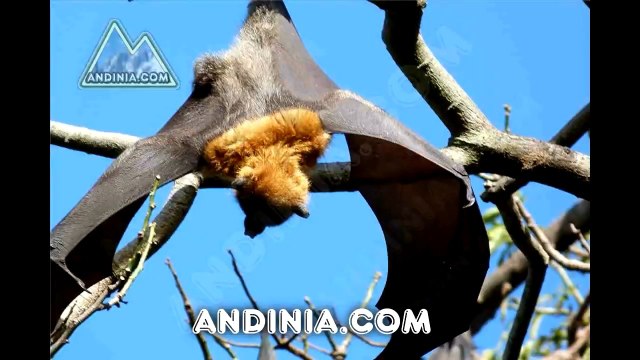 Murcielagos zorro volador negro - Bats Black Flying-Fox - Renard volant noir - Raposa-voadora - Pteropus alecto - Roussette - Chauve-souris