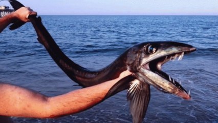 Rare Prehistoric Lancetfish Washes up In NC