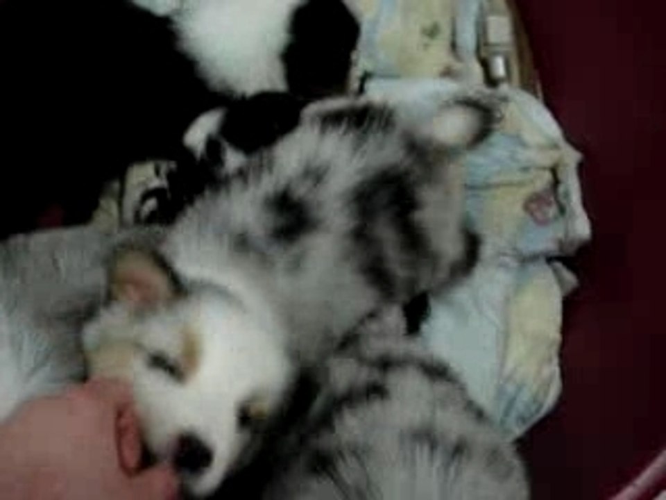 Les chiots de Very