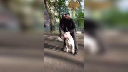 BUZZ NEWS - Le plus gros pit bull de paris