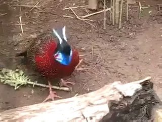 Subhanallah Allah is the best Creator