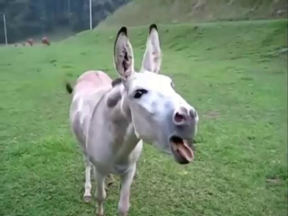 Funny animal sounds part 2
