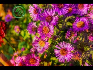 TRUE VINE DIGITAL PHOTOGRAPHY @2014