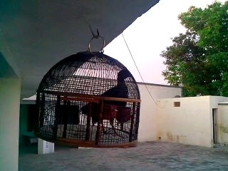 Kala Teeter(Muhammad Qasim From Gujar Khan