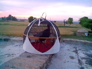 Kala Teeter(Muhammad Qasim From Gujar Khan)