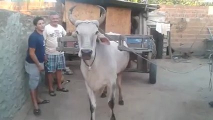 Öküzün Yaptığına İnanamayacaksınız!