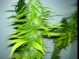 Cannabis mango a 1 mois de la recolte