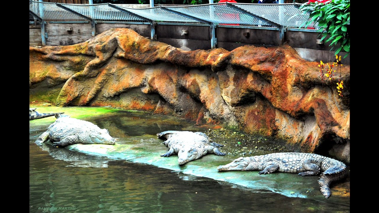 LA FERME AUX CROCODILES de Pierrelatte N°1 en HD