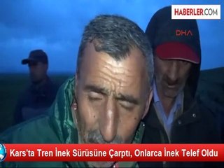 Download Video: Kars'ta Tren Büyükbaş Hayvan Sürüsüne Çarptı