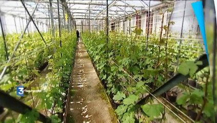 Millésime : Les cépages toute une histoire (bande-annonce)