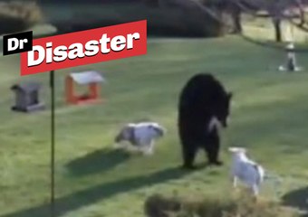 Un ours repoussé par 2 petits chiens / Dr Disaster