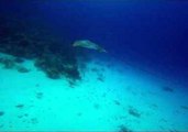 Rare Underwater Encounter With Spotted Eagle Ray