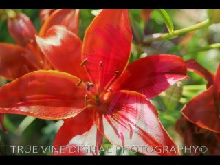 TRUE VINE DIGITAL PHOTOGRAPHY @2014