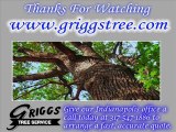 Tree Removal Service in Indianapolis - Snow Removal - Tree Trimming