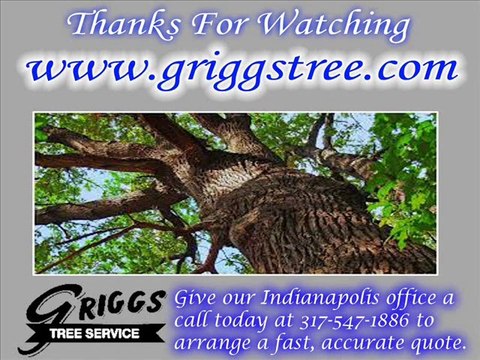 Tree Removal Service in Indianapolis - Snow Removal - Tree Trimming