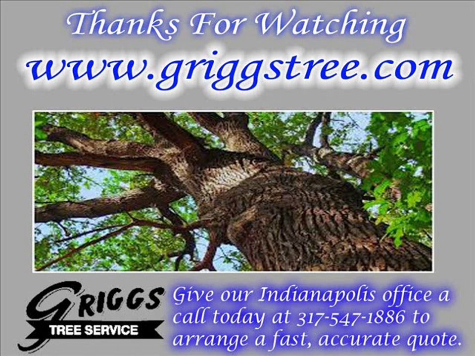 Tree Removal Service in Indianapolis - Snow Removal - Tree Trimming