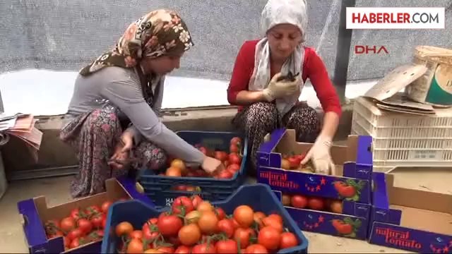 Domates Üreticisinin Kabusu 'Tuta' Geri Döndü