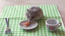 Tiny hamster eating a tiny pizza!