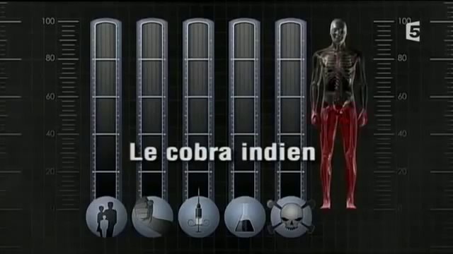 Les créatures et animaux les plus dangereux du monde ( documentaire )