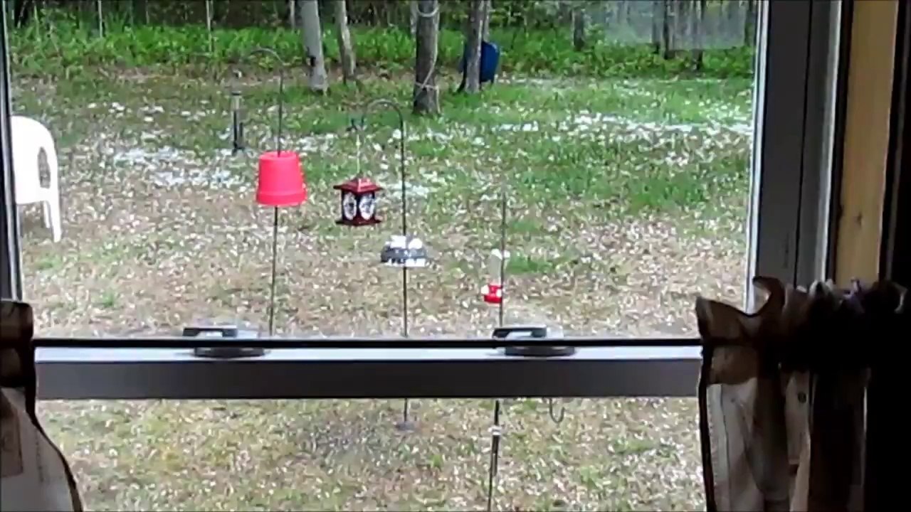 Squirrel FAIL