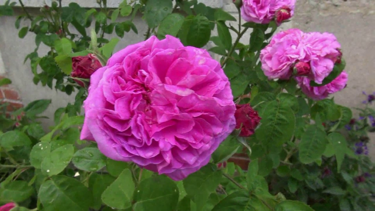 Chédigny