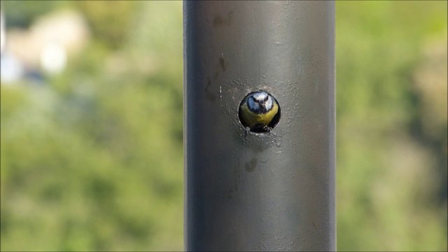 Mésanges bleues citadines