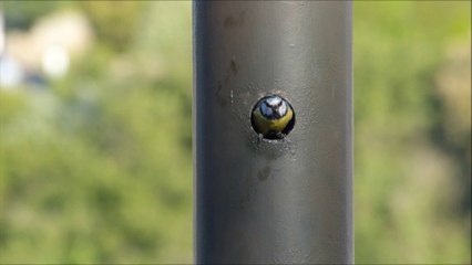 Mésanges bleues citadines