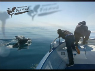 Immersion avec les Dauphins de Méditerranée & Roussillon Fishing